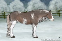 Horse Color:White Spotted Silver Black Splash 