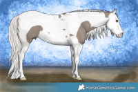 Horse Color:Silver Grullo Splash Tobiano