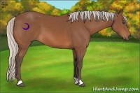 Horse Color:Silver Bay 