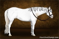 Horse Color:Perlino Splash Tobiano Frame