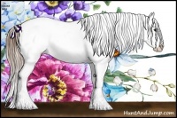 Horse Color:Buckskin Appaloosa 