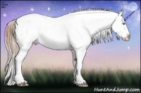 Horse Color:Buckskin Pearl Appaloosa Rabicano