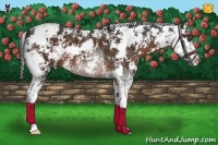 Horse Color:Liver Chestnut Sabino