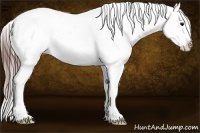 Horse Color:Brown Ice Appaloosa 