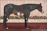 Horse Color:White Spotted Brown Roan Frame 