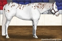 Horse Color:Silver Bay Splash Appaloosa 