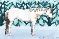 Horse Color:Amber Champagne Splash Tobiano Frame 