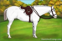 Horse Color:Bay Blanket 