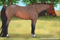 Horse Color:Bay Roan 
