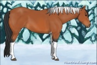 Horse Color:Bay Tobiano 