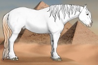 Horse Color:White Spotted Buckskin Dun Appaloosa 