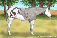 Horse Color:Liver Chestnut Ice Splash Appaloosa 