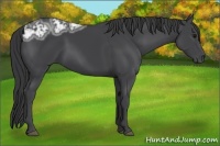 Horse Color:Black Ice 