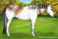 Horse Color:White Spotted Buckskin