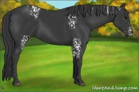 Horse Color:White Spotted Black