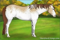 Horse Color:White Spotted Red Dun Splash 