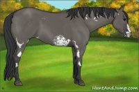 Horse Color:White Spotted Grullo Sabino Frame