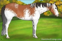 Horse Color:White Spotted Bay 