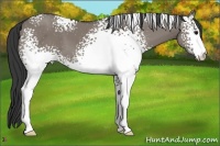 Horse Color:White Spotted Grullo