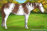 Horse Color:White Spotted Chestnut Sabino