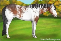 Horse Color:White Spotted Bay Rabicano