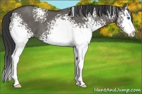 Horse Color:White Spotted Grullo Splash 