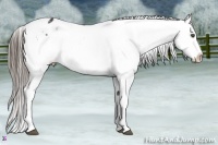 Horse Color:White Spotted Black Blanket 