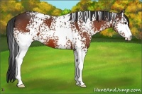 Horse Color:White Spotted Bay 