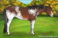 Horse Color:White Spotted Bay Sabino