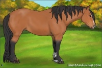 Horse Color:Bay Sabino 