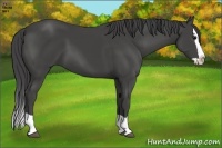 Horse Color:Smoky Black Splash