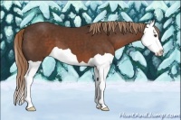 Horse Color:Liver Chestnut Splash 
