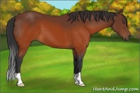 Horse Color:Brown 