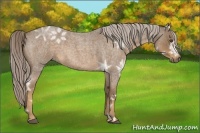 Horse Color:Chocolate Palomino Ice Roan Sabino
