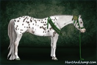 Horse Color:White Spotted Liver Chestnut Appaloosa 