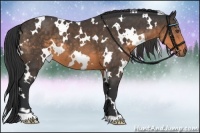 Horse Color:White Spotted Buckskin 