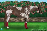 Horse Color:Liver Chestnut Ice 