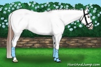 Horse Color:Chestnut Splash Appaloosa 
