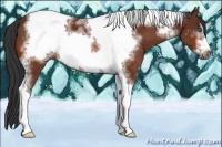 Horse Color:Bay Sabino Tobiano Frame
