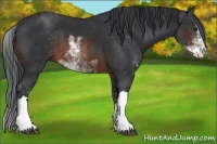 Horse Color:Brown Sabino 