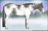 Horse Color:White Spotted Grullo 