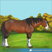 Horse Color:Brown Splash 