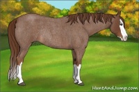 Horse Color:Red Roan Splash Rabicano 