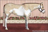 Horse Color:Red Dun Roan Splash Frame 
