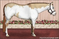 Horse Color:Red Dun Splash Frame 