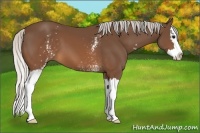 Horse Color:White Spotted Silver Brown Splash 