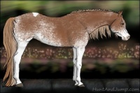 Horse Color:White Spotted Chestnut Tobiano 