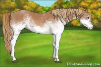 Horse Color:White Spotted Chestnut 