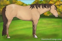 Horse Color:Amber Champagne Frame 