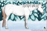 Horse Color:White Spotted Bay Dun Tobiano Appaloosa 